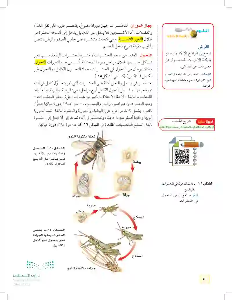 الدرس2: الرخويات والديدان الحلقية والمفصليات وشوكيات الجلد