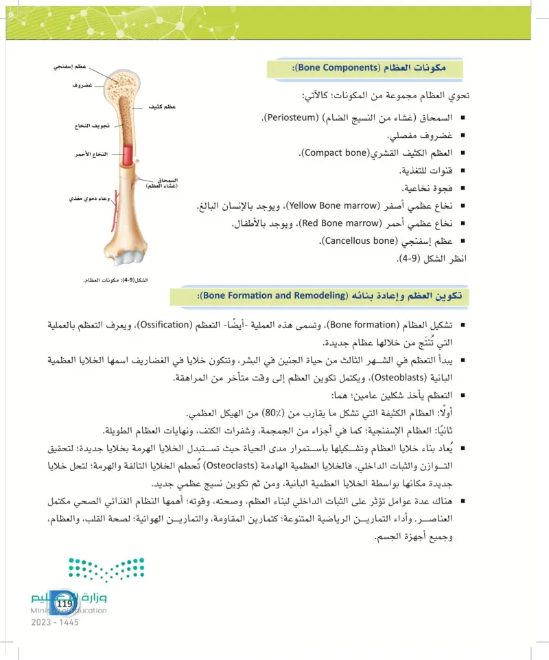 4-2 الهيكل العظمي الطرفي