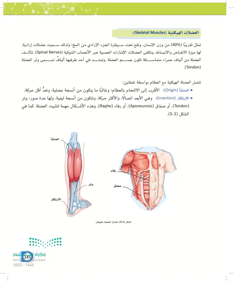 5-1 أنواع العضلات في جسم الإنسان