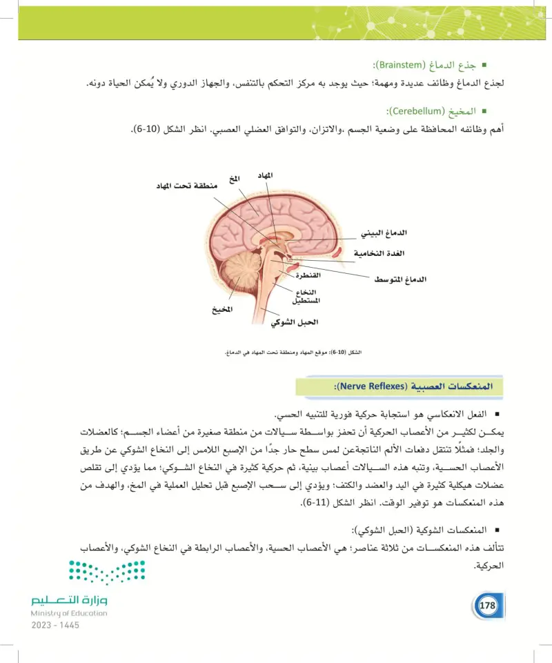 6-4 وظائف الجهاز العصبي