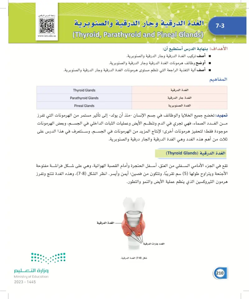 7-3 الغدة الدرقية وجار الدرقية والصنوبرية