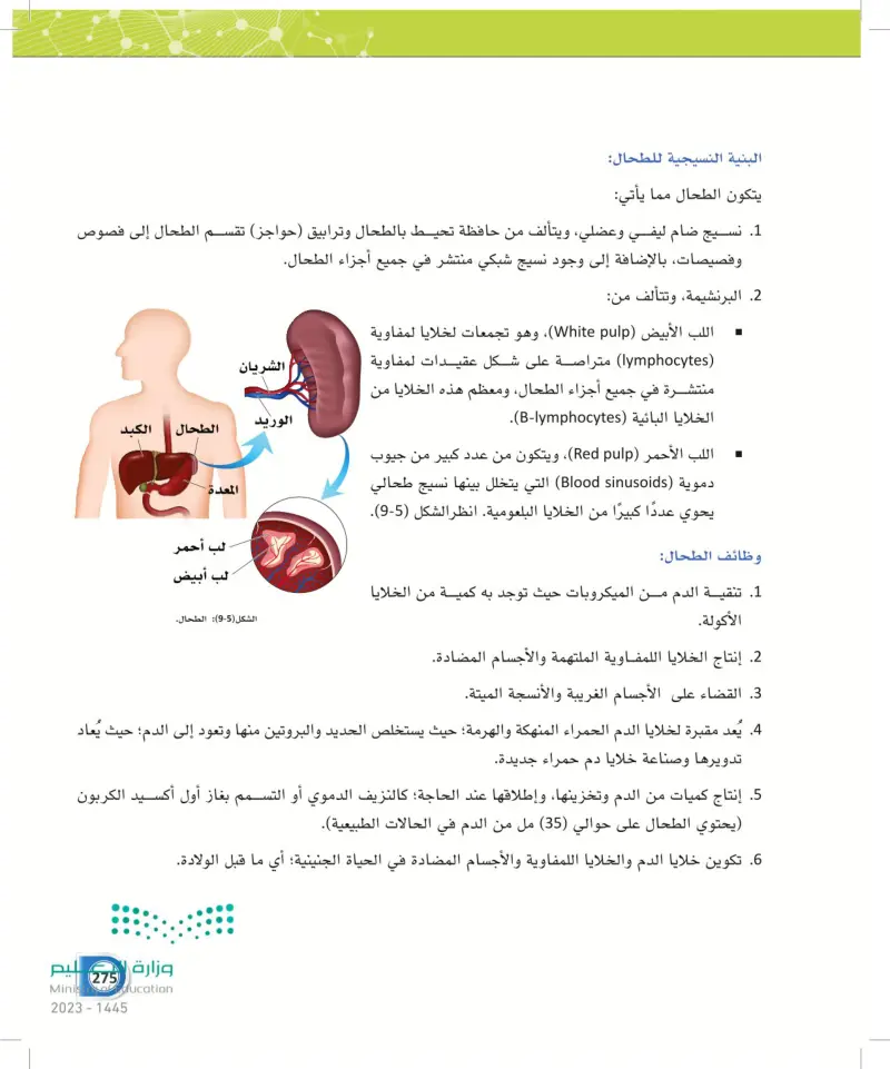 9-2 أعضاء الجهاز اللمفاوي ووظائفه