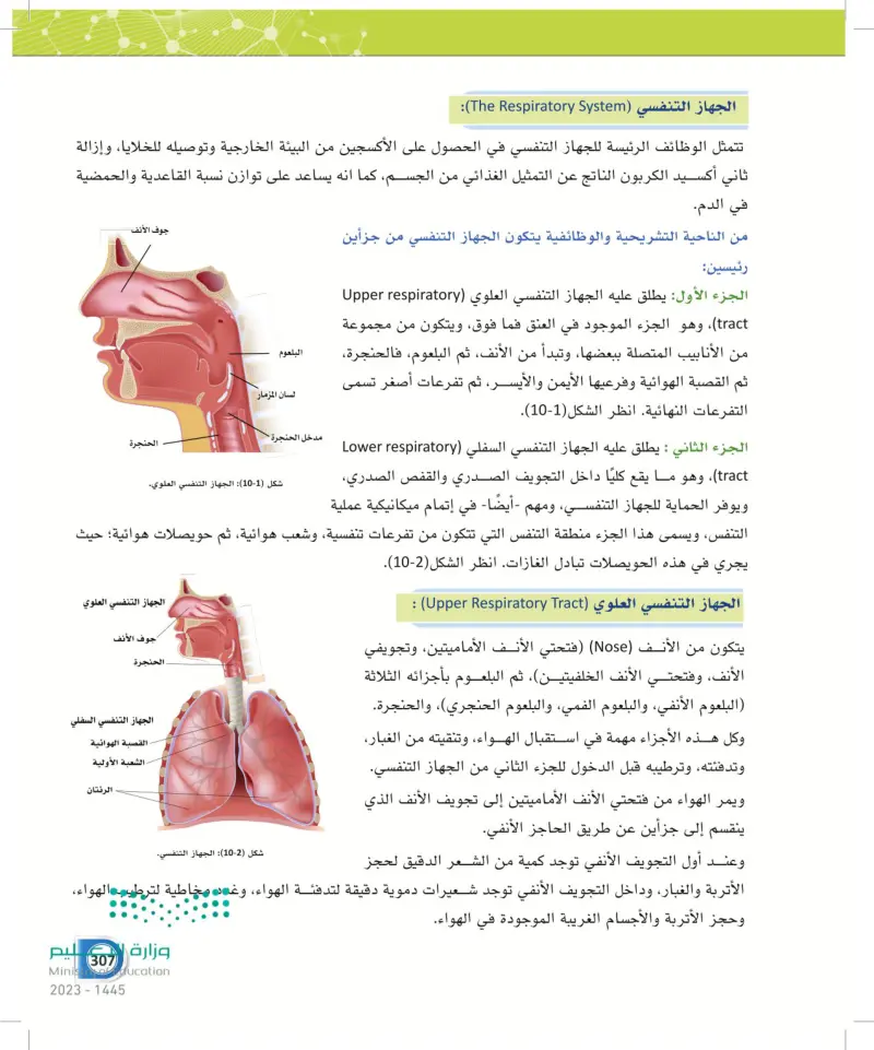 10-1 التركيب الوظيفي للجهاز التنفسي
