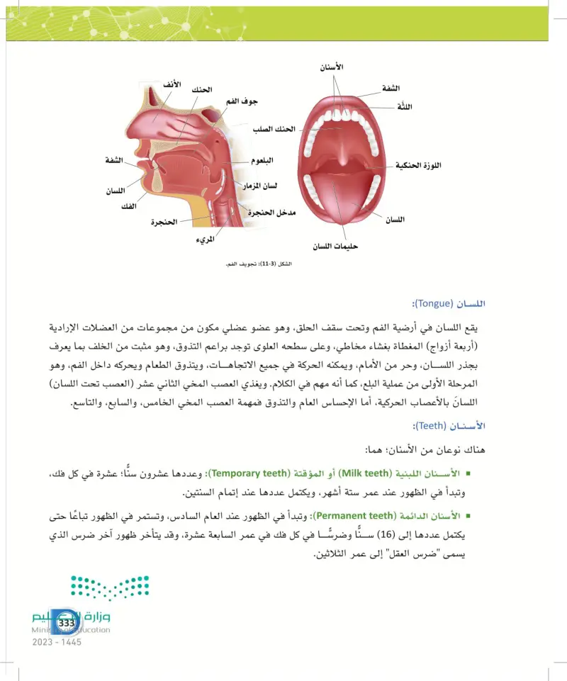 اللسان (Tongue) (عين 2024) - الجهاز الهضمي - أنظمة جسم الإنسان - ثالث ...