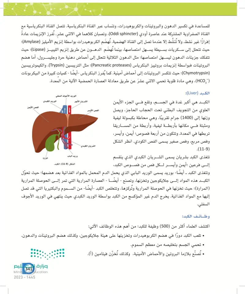 11-2 ملحقات القناة الهضمية