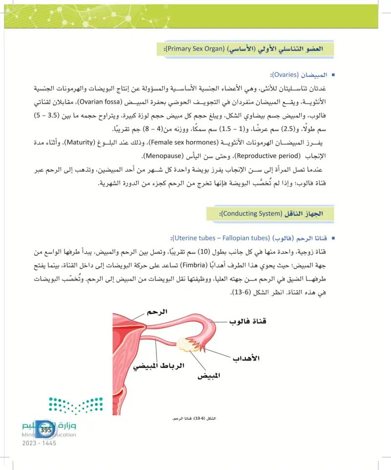 13-3 الجهاز التناسلي الأنثوي