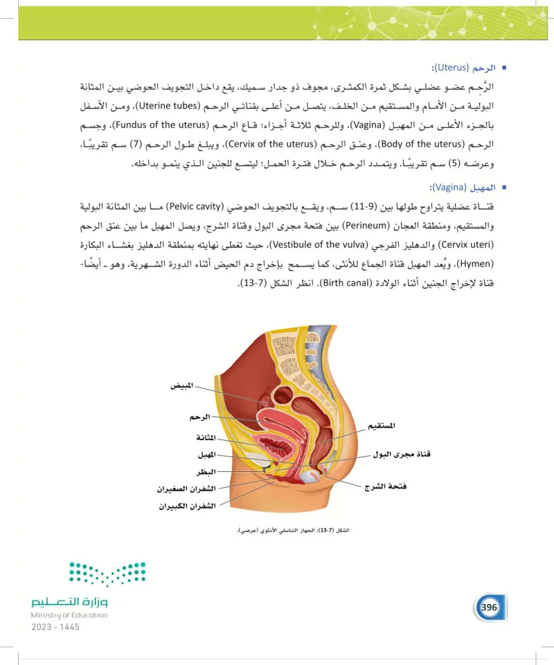 13-3 الجهاز التناسلي الأنثوي