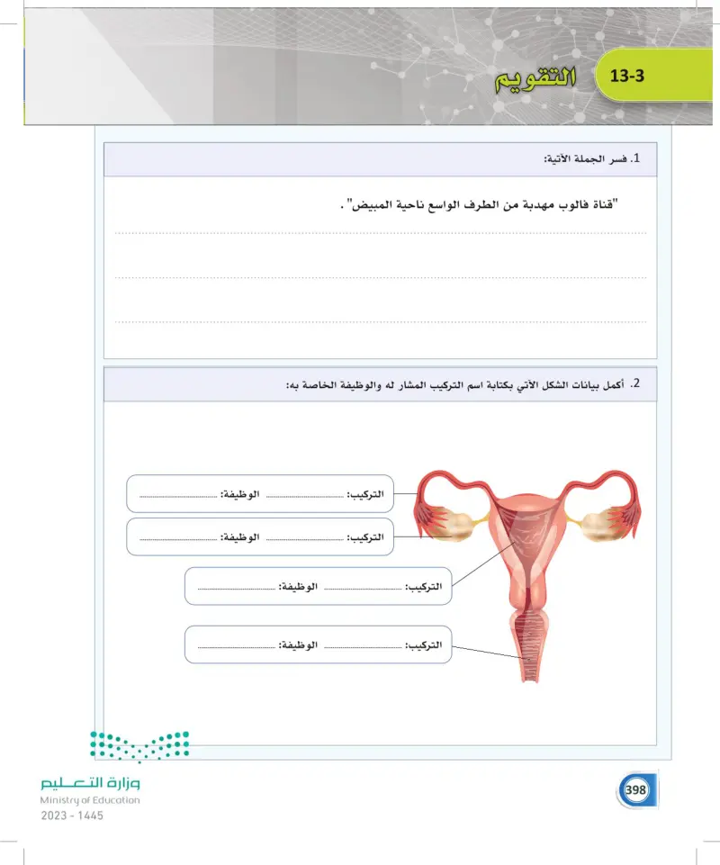 13-3 الجهاز التناسلي الأنثوي