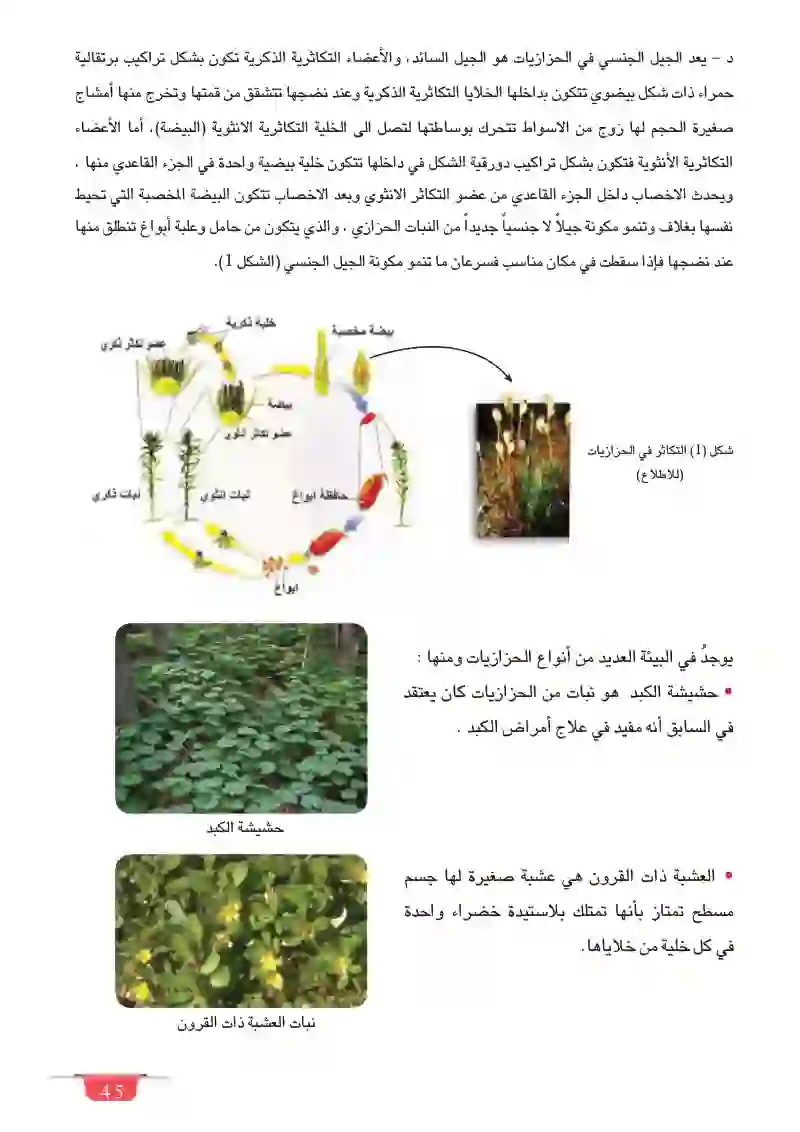 الدرس الأول: الطحالب والنباتات اللابذرية