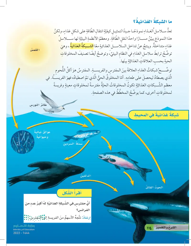 السلسلة الغذائية في المحيط تحتوي على مخلوقات حية أكثر من السلسلة الغذائية  على اليابسة. لماذا؟ (عين2022) - العلاقات في الأنظمة البيئية - العلوم 1 -  رابع ابتدائي - المنهج السعودي