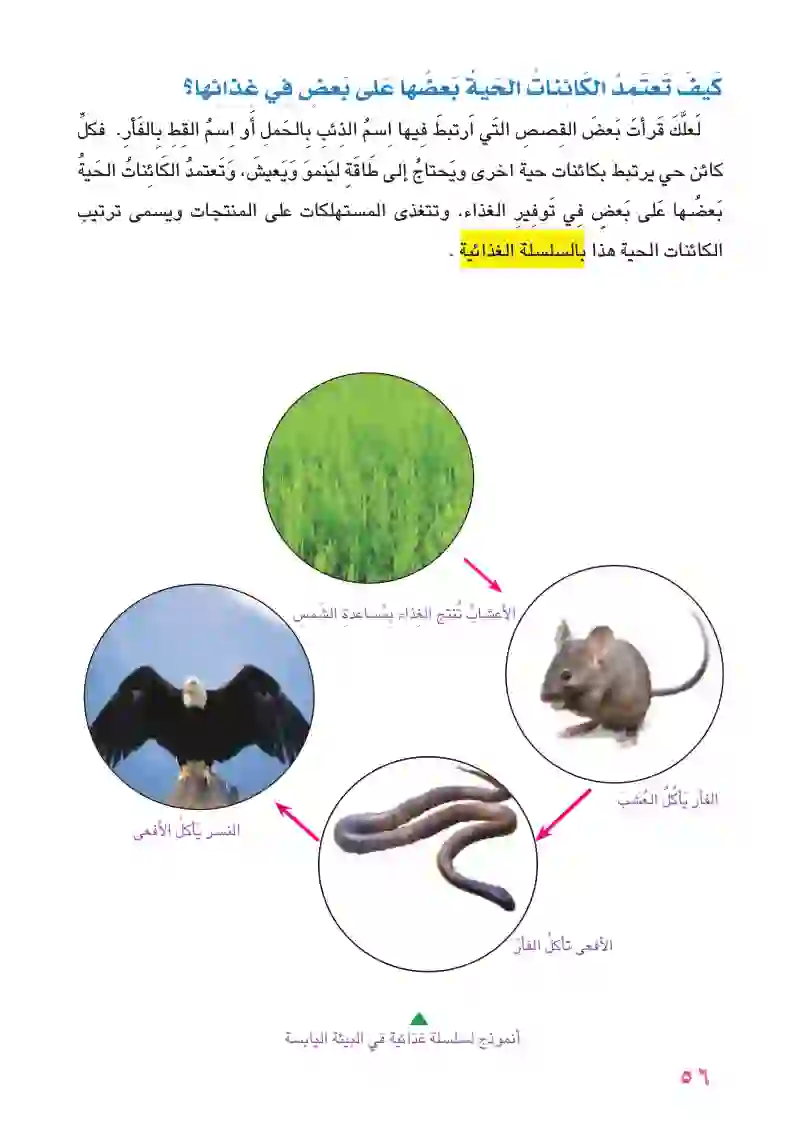 الدرس الثاني: علاقات التغذية عند الحيوانات