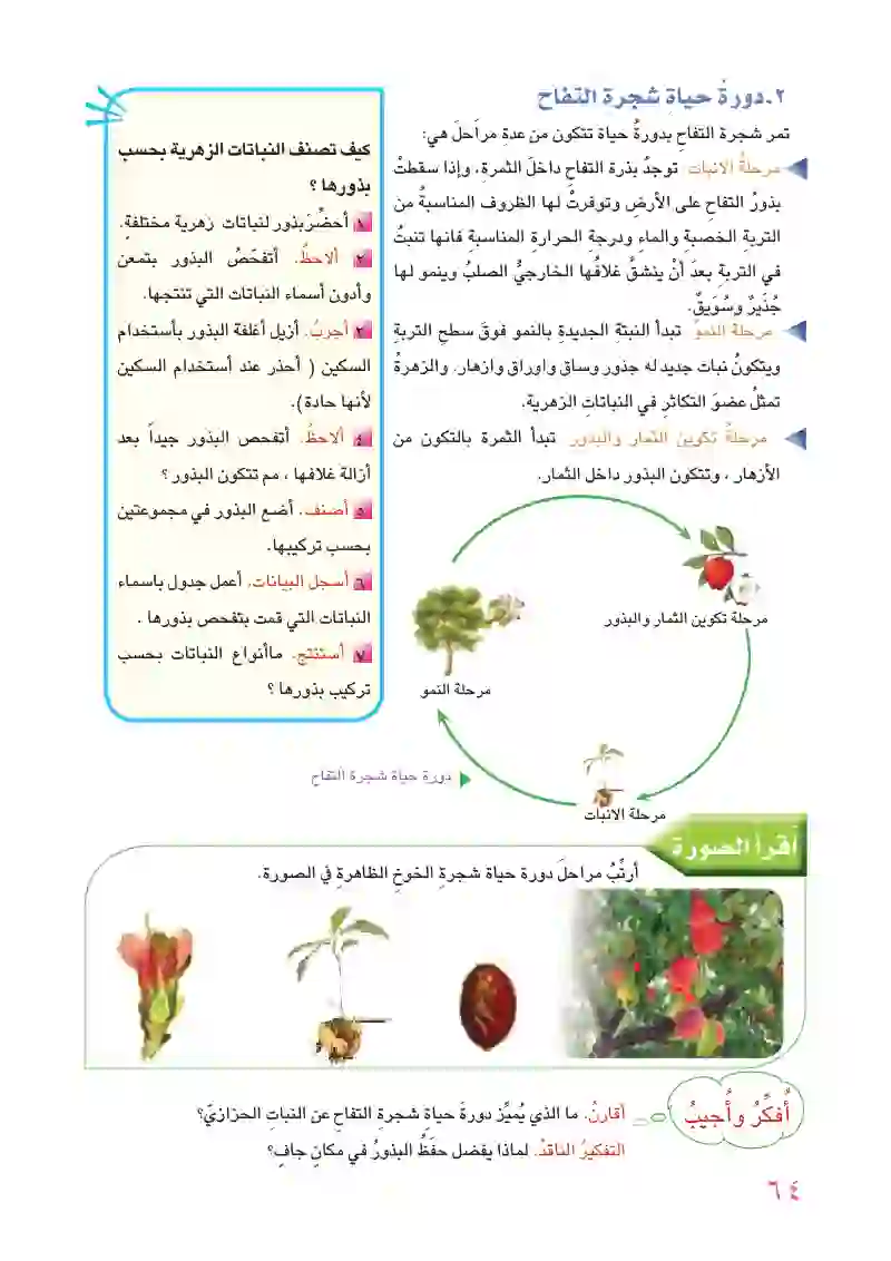 الدرس الثاني: دورات حياة النباتات الزهرية