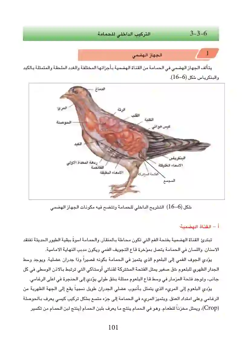 6-3: التكيف للمعيشة في البر