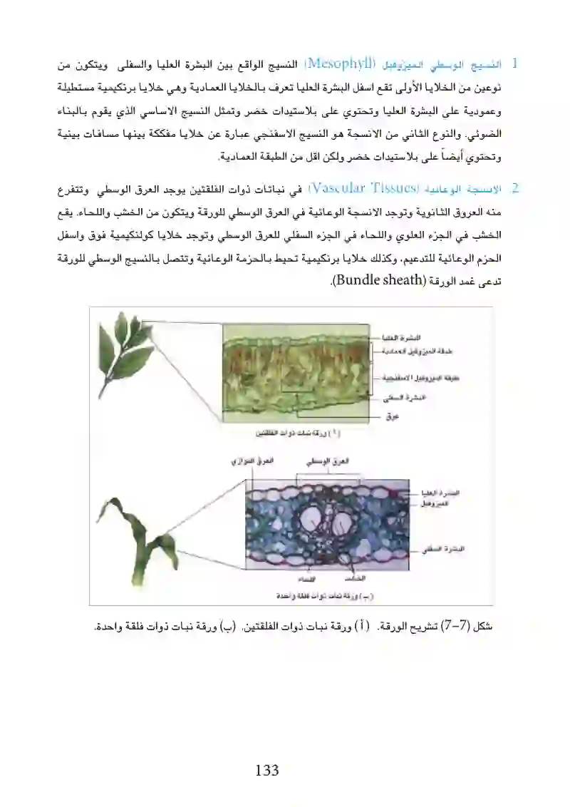 7-2: نبات الباقلاء المتكيف للمعيشة البرية