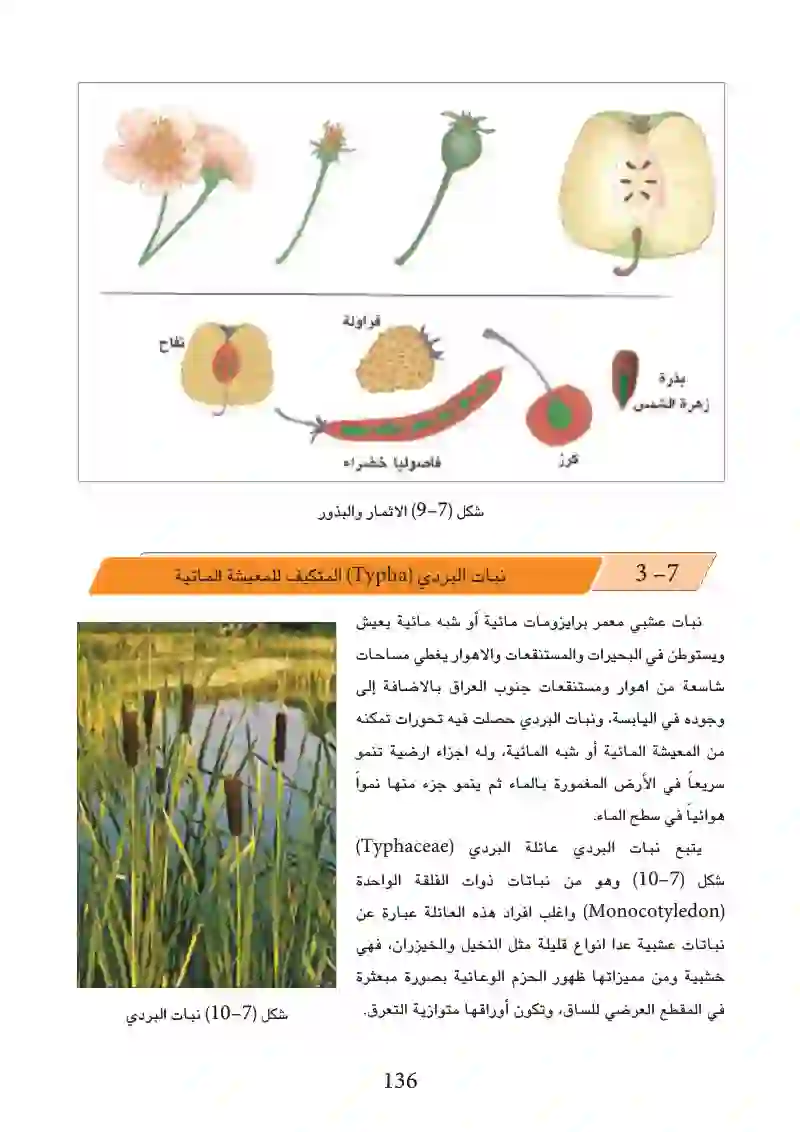 7-3: نبات البردي المتكيف للمعيشة المائية