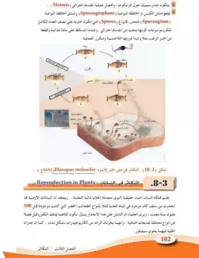 3-8  التكاثر في النباتات