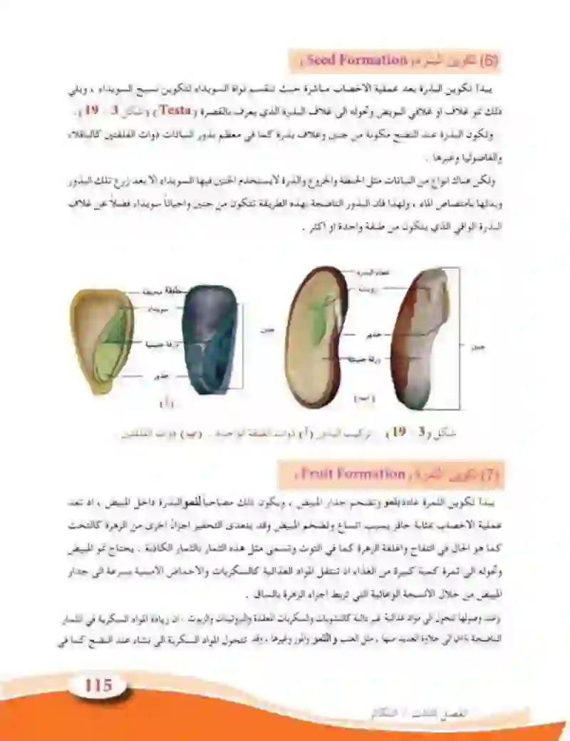 3-8  التكاثر في النباتات