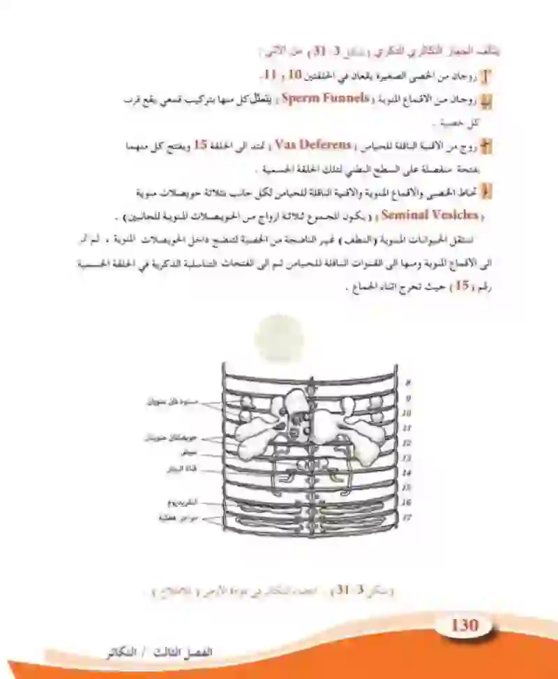 3-9 التكاثر في الحيوانات