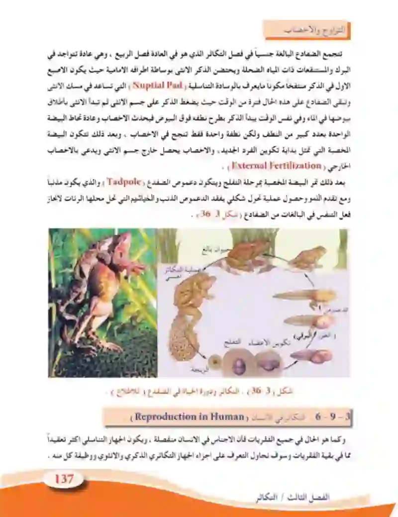 3-9 التكاثر في الحيوانات