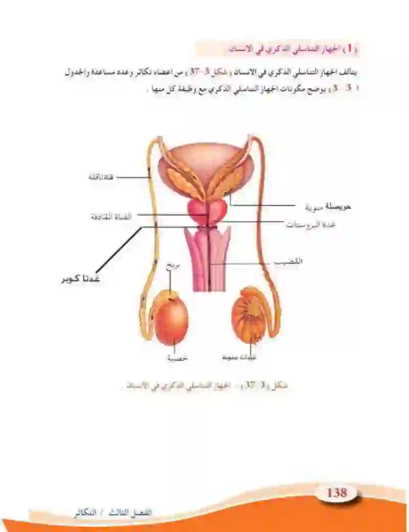 3-9 التكاثر في الحيوانات