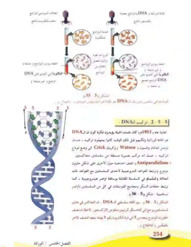 5-5 الأساس الجزيئي للوراثة