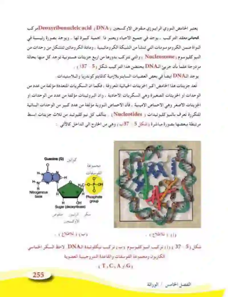 5-5 الأساس الجزيئي للوراثة