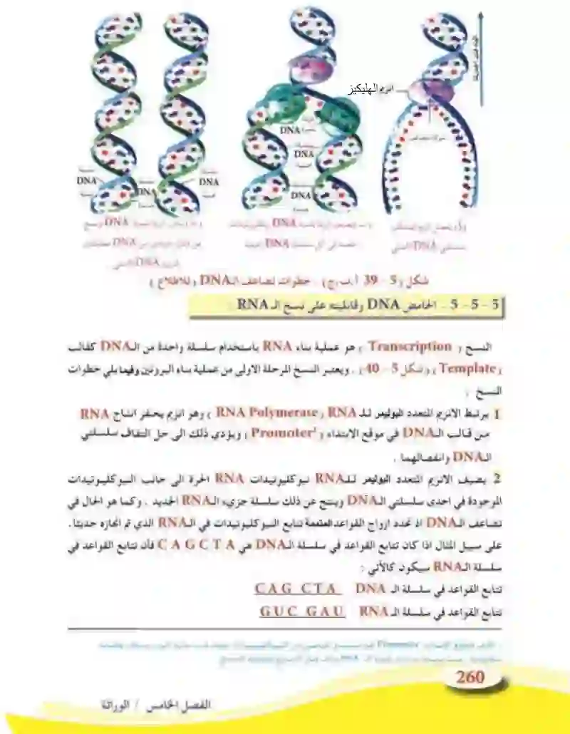 5-5 الأساس الجزيئي للوراثة