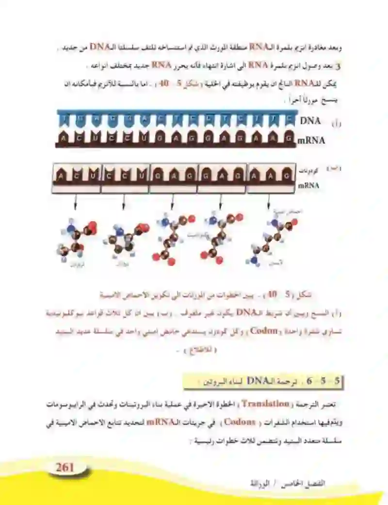 5-5 الأساس الجزيئي للوراثة