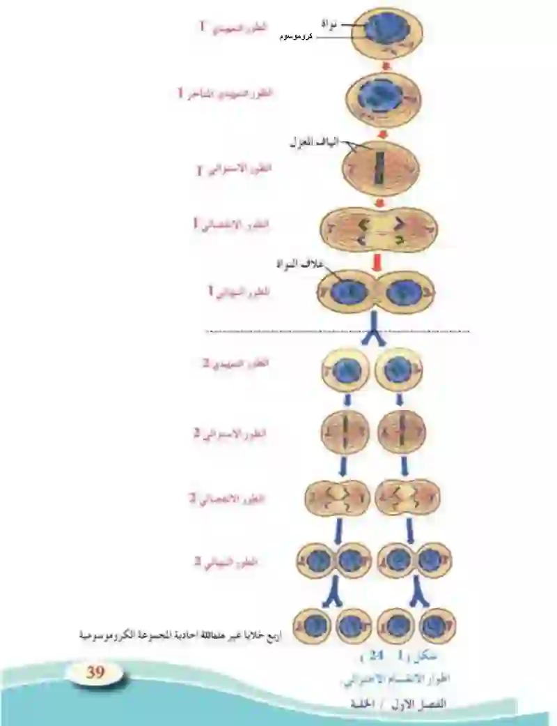 1-7 انقسام الخلية