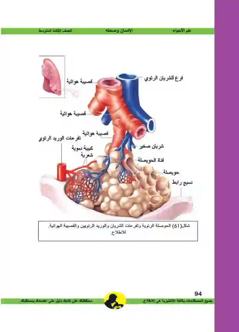 الفصل السادس: الجهاز التنفسي