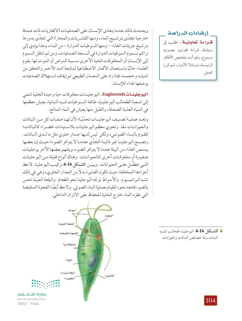 4-2 تنوع الطلائعيات
