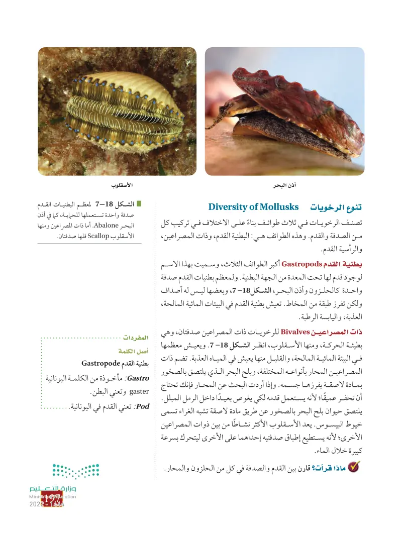 7-3 الرخويات