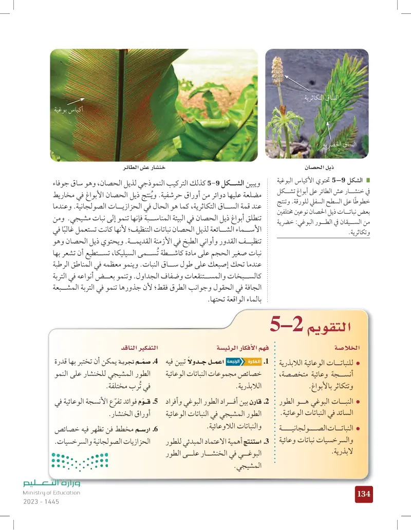 5-2 النباتات الوعائية اللابذرية