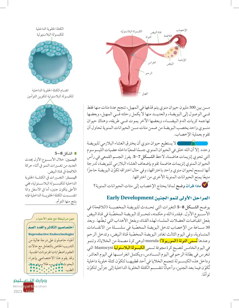 2ـ5 مراحل نمو الجنين قبل الولادة