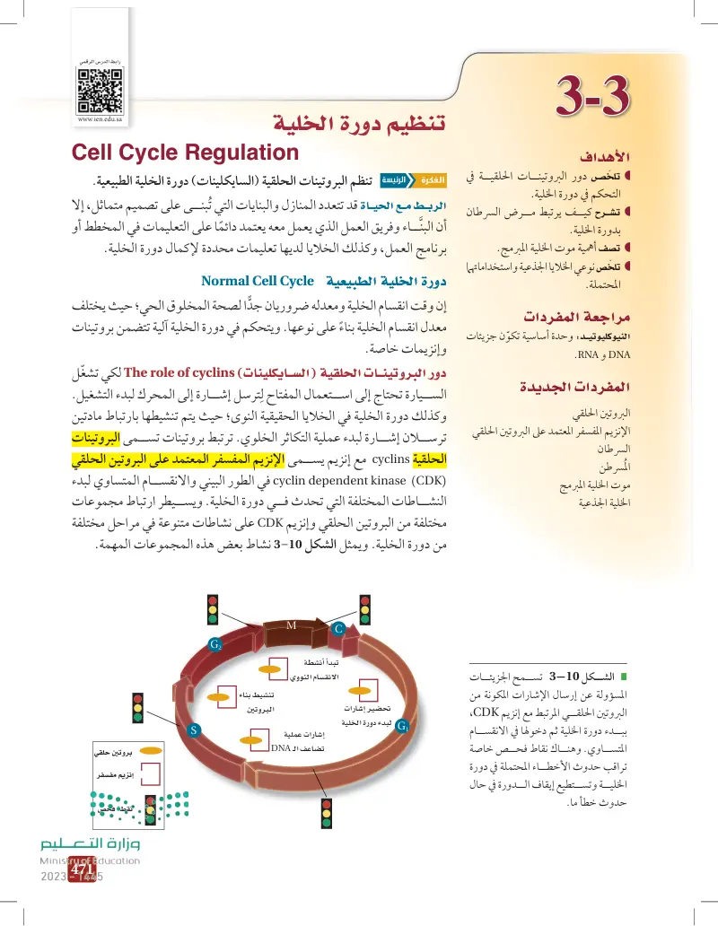 3-3 تنظيم دورة الخلية