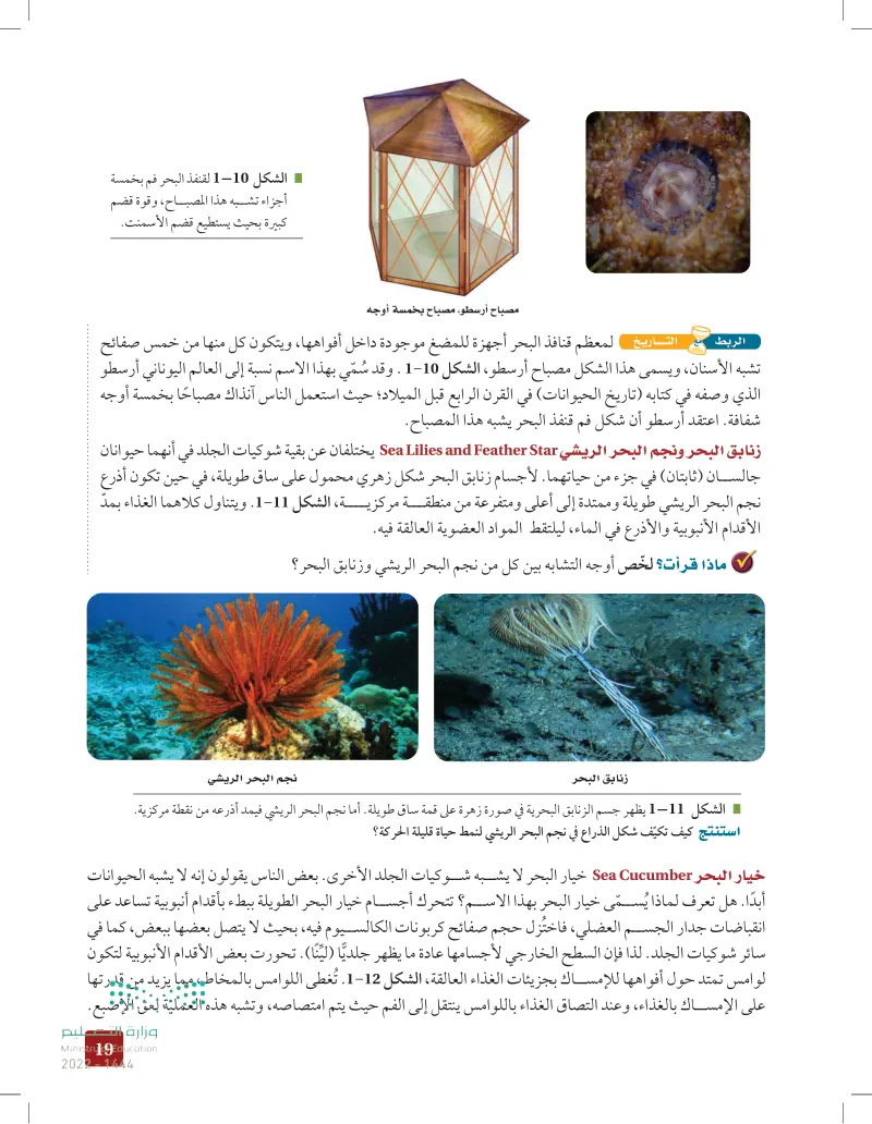 1-1 خصائص شوكيات الجلد