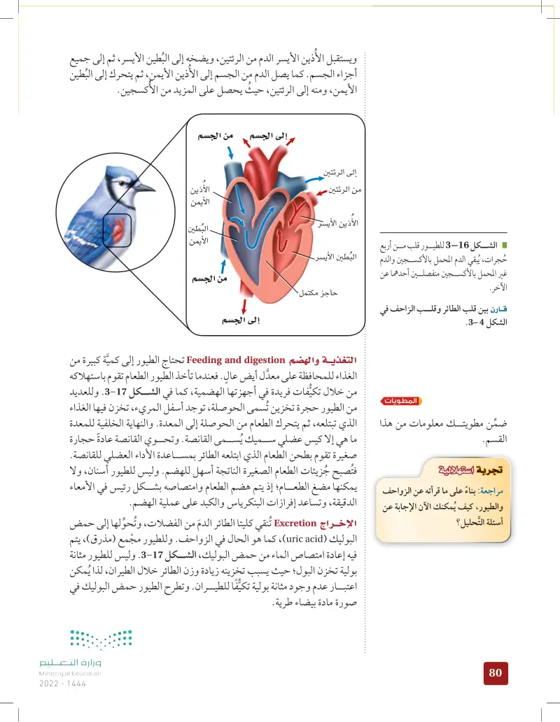 2ـ3 الطيور