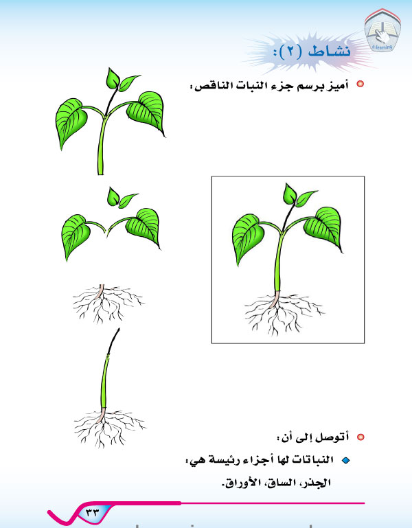 الدرس الثاني: أجزاء النبات