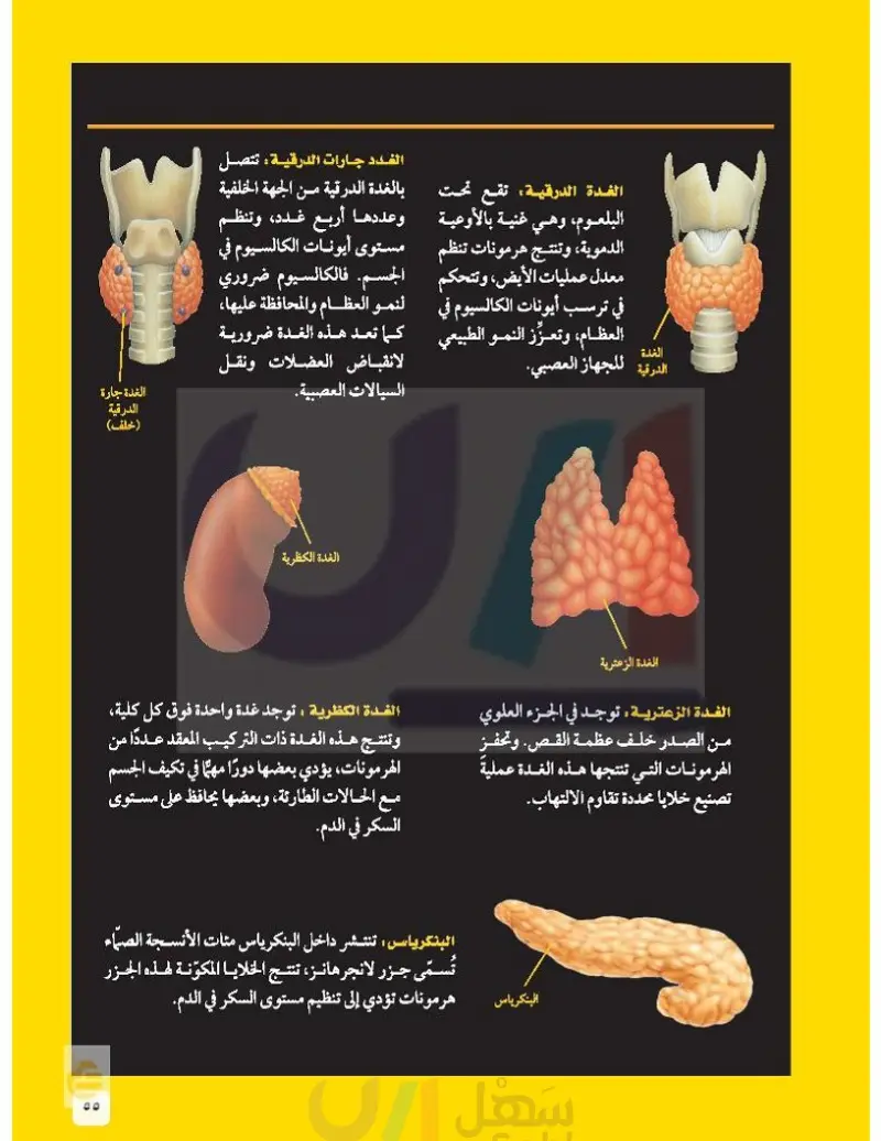 الدرس1: جهازا الغدد الصم والتكاثر