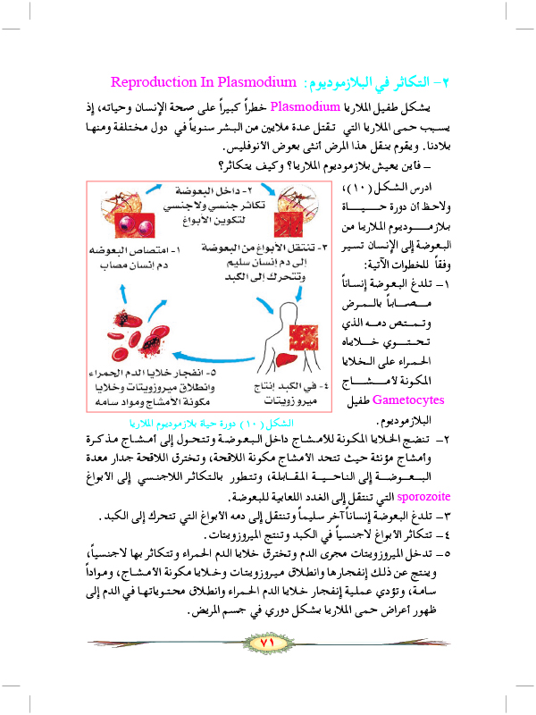 التكاثر الجنسي في الطلائعيات