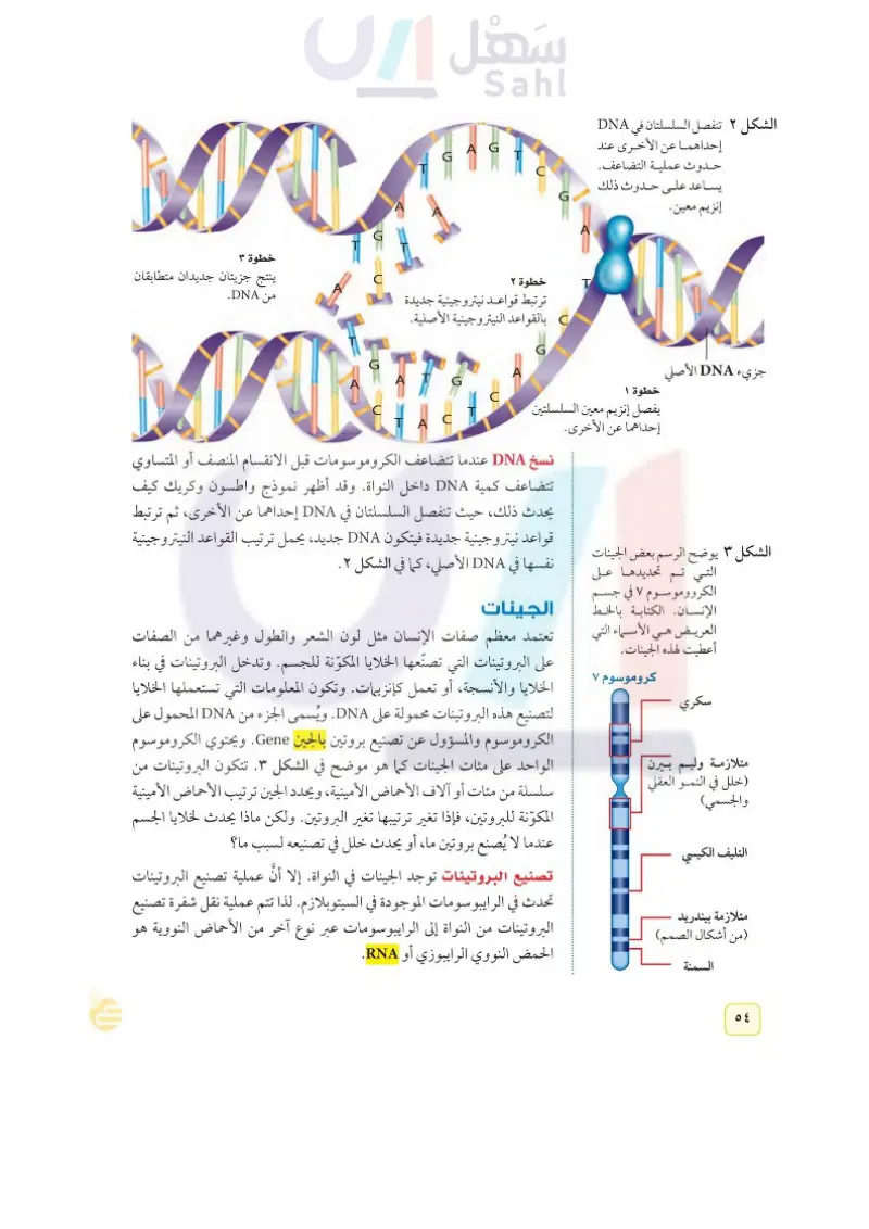 الدرس1: مادة الوراثة DNA