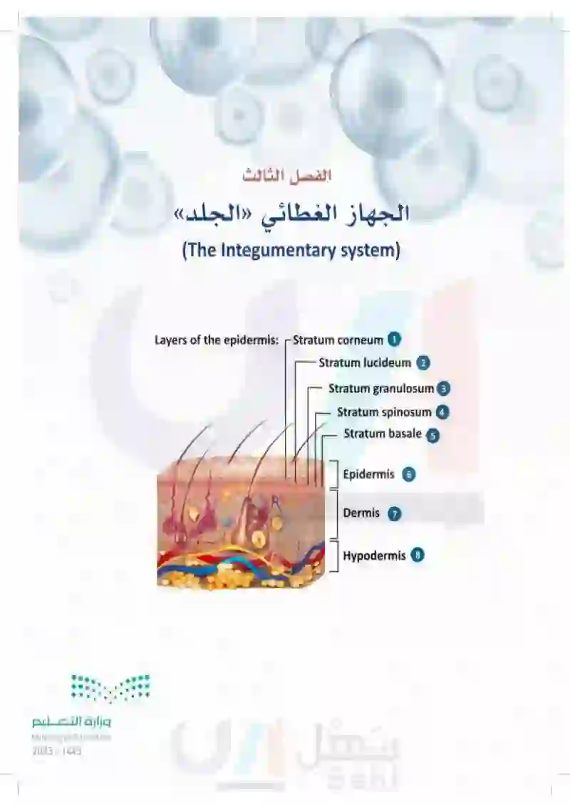 3-1 بنية جلد الإنسان