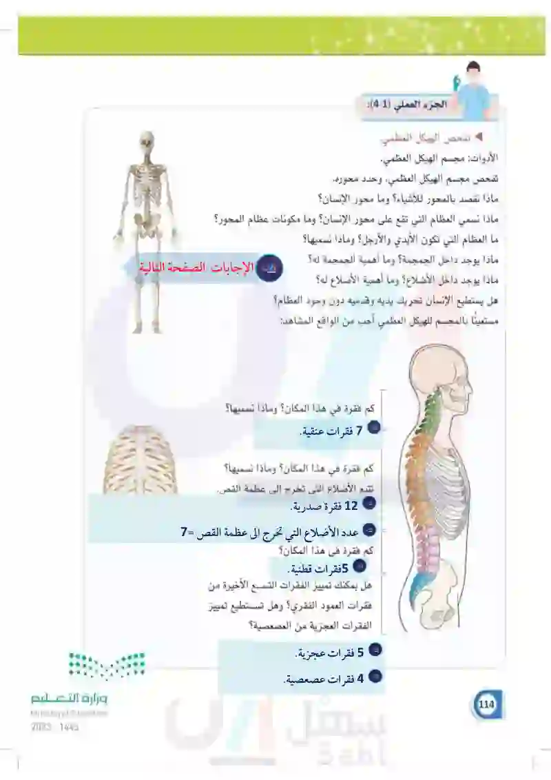 4-1 الهيكل العظمي المحوري