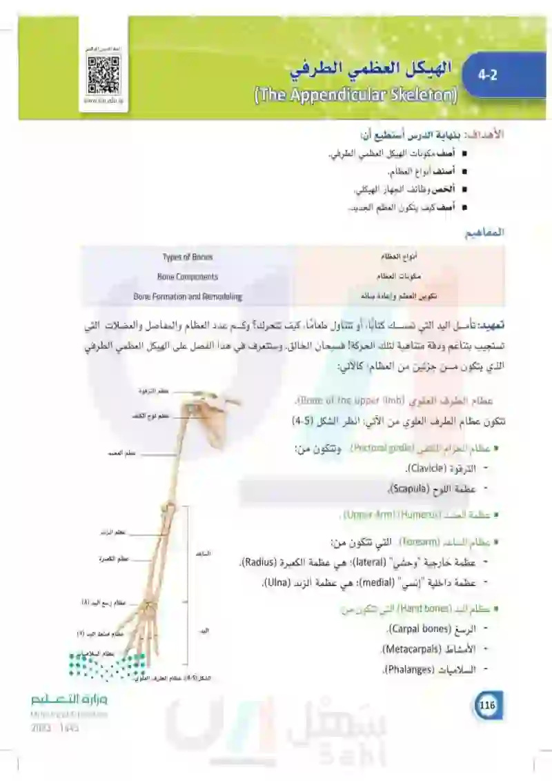 4-2 الهيكل العظمي الطرفي