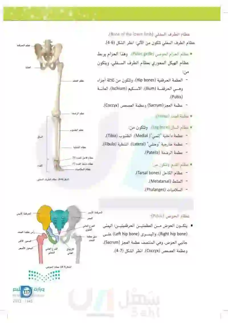 4-2 الهيكل العظمي الطرفي