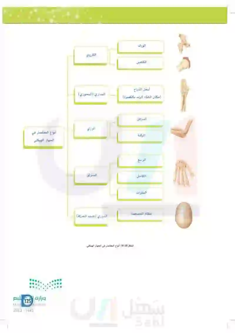 4-3 المفاصل