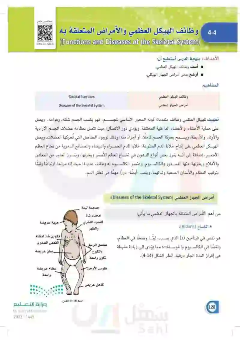 4-4 وظائف الهيكل العظمي والأمراض المتعلقة به