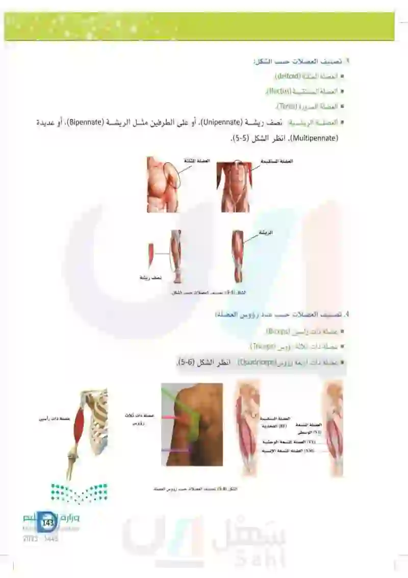 5-1 أنواع العضلات في جسم الإنسان