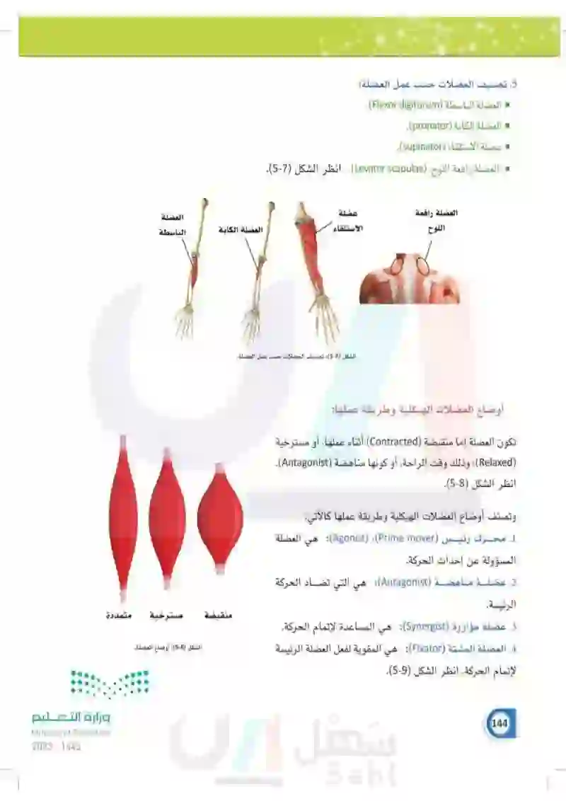 5-1 أنواع العضلات في جسم الإنسان