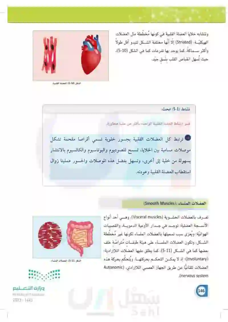 5-1 أنواع العضلات في جسم الإنسان